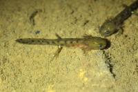 Salamandre tachetée 