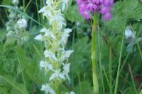 Orchis verdâtre