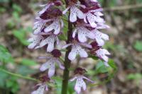 Orchis pourpre