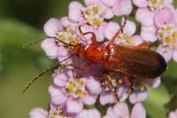 <i>Rhagonycha fulva</i>