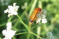<i>Rhagonycha fulva</i>