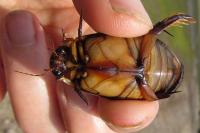 <i>Cybister lateralimarginalis</i>