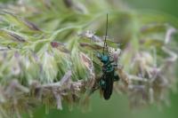 <i>Oedemera nobilis</i>