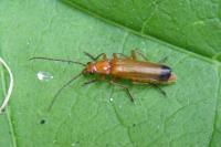 <i>Rhagonycha fulva</i>
