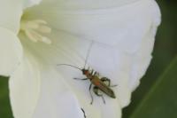 <i>Oedemera nobilis</i>