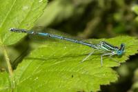 Agrion à larges pattes