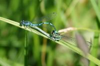 Agrion jouvencelle