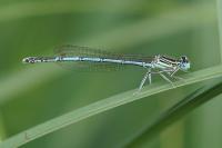Agrion à larges pattes