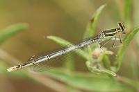 Agrion à larges pattes
