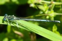 Agrion à larges pattes