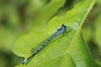Agrion jouvencelle