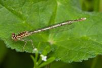 Agrion à larges pattes
