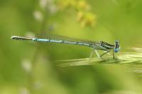 Agrion à larges pattes