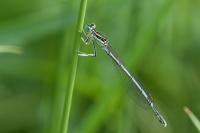 Agrion à larges pattes