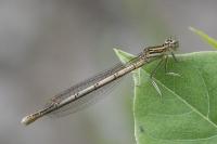 Agrion à larges pattes