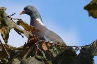 Pigeon ramier
