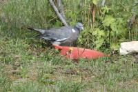 Pigeon ramier