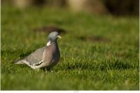 Pigeon ramier