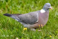 Pigeon ramier