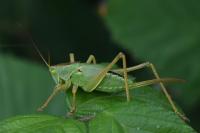 Grande Sauterelle verte