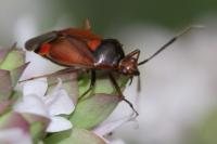 <i>Deraeocoris ruber</i>