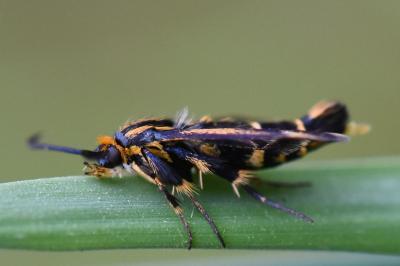 Sésie du Millepertuis 