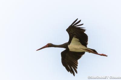 Ciconia nigra