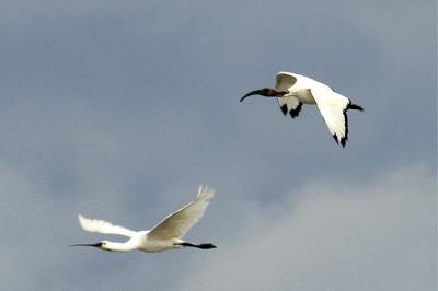Threskiornis aethiopicus