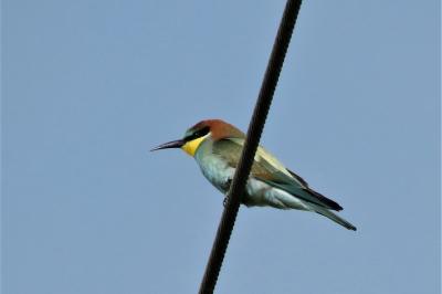 Merops apiaster