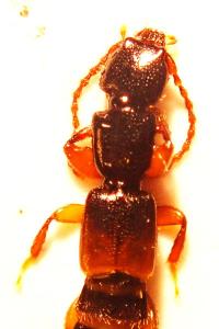 Staphylin applati à étuis bigarré