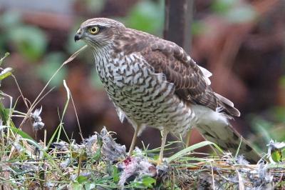 Accipiter nisus