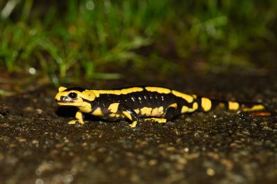 Salamandre tachetée 