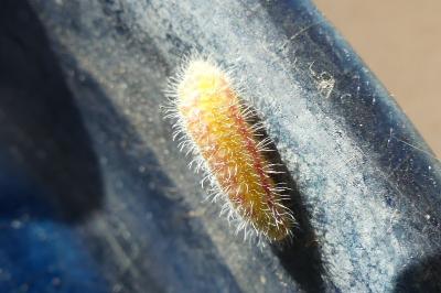 Brun du pélargonium 