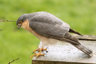 Accipiter nisus