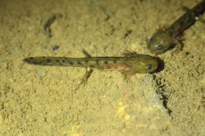 Salamandre tachetée 