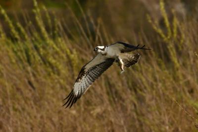 Balbuzard pêcheur (<i>Pandion haliaetus</i>)