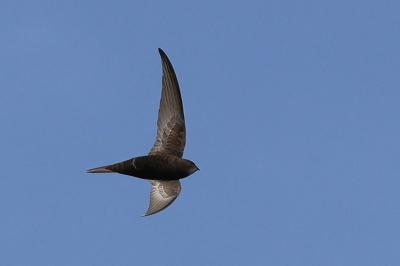 Martinet noir