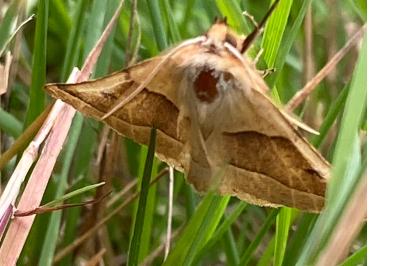 Phalène de la Mancienne 