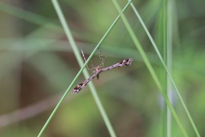 <i>Amblyptilia acanthadactyla</i>