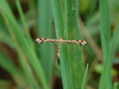 Amblyptilia acanthadactyla