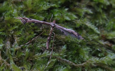 Amblyptilia acanthadactyla