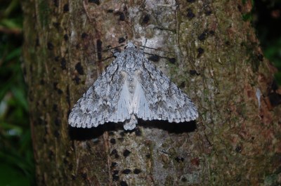 Acronicta aceris
