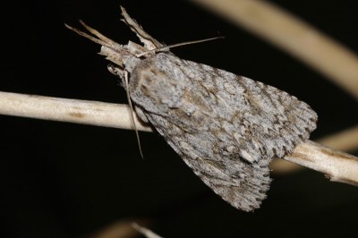 Acronicta aceris