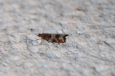 Ancylis achatana
