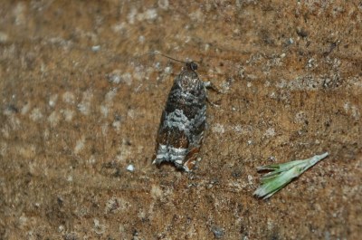 <i>Ancylis achatana</i>