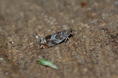 <i>Ancylis achatana</i>
