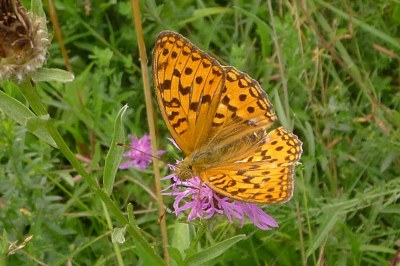 Fabriciana adippe