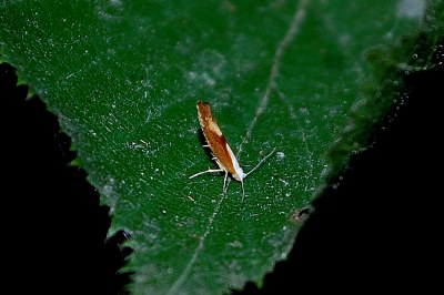 Argyresthia albistria