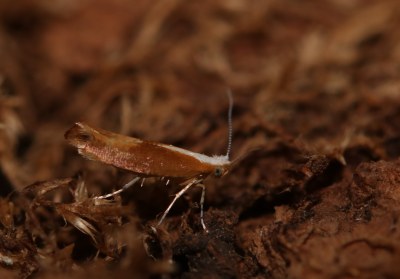 <i>Argyresthia albistria</i>