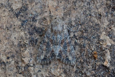 Apamea anceps